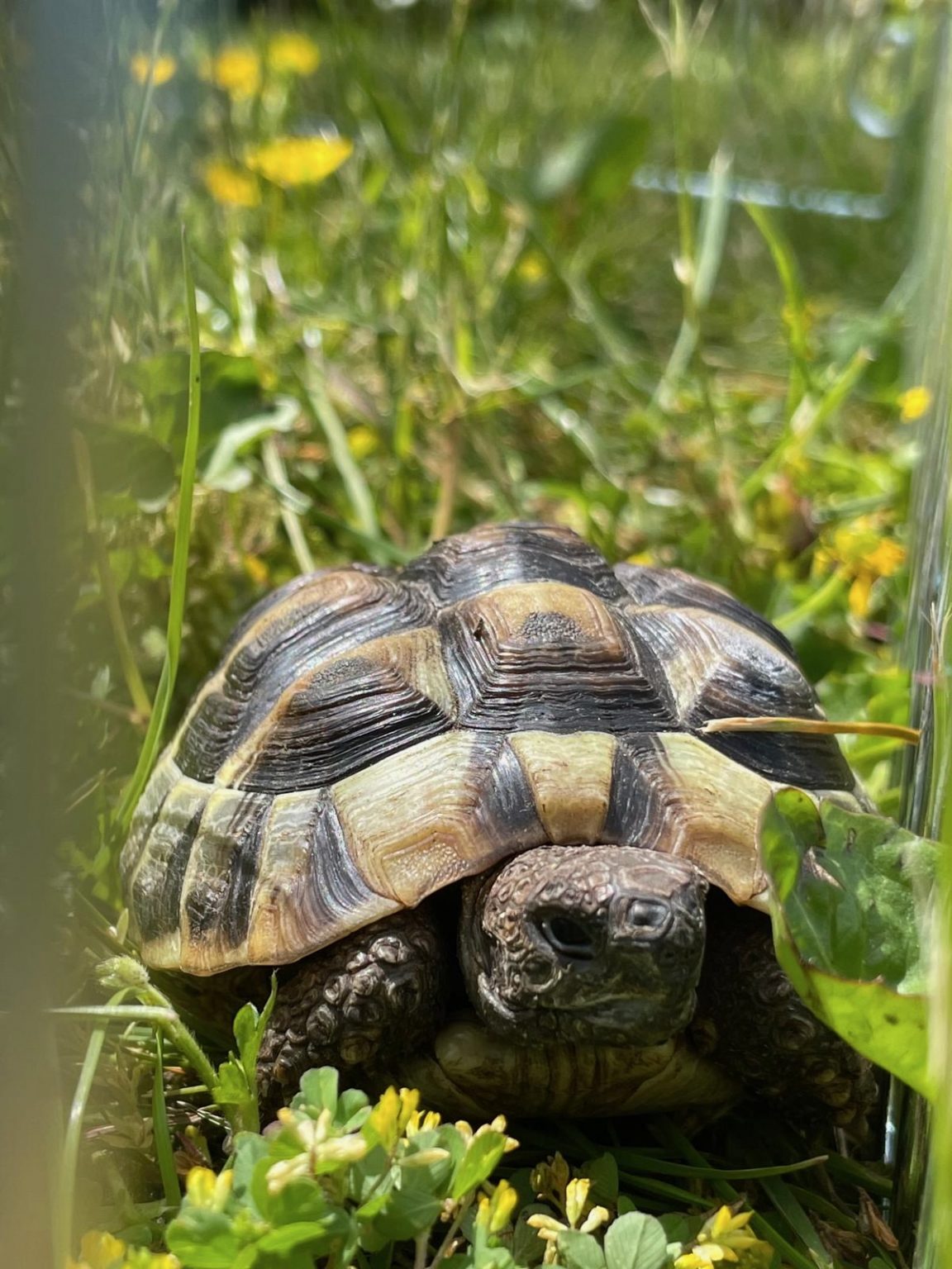 Die Schildkröten