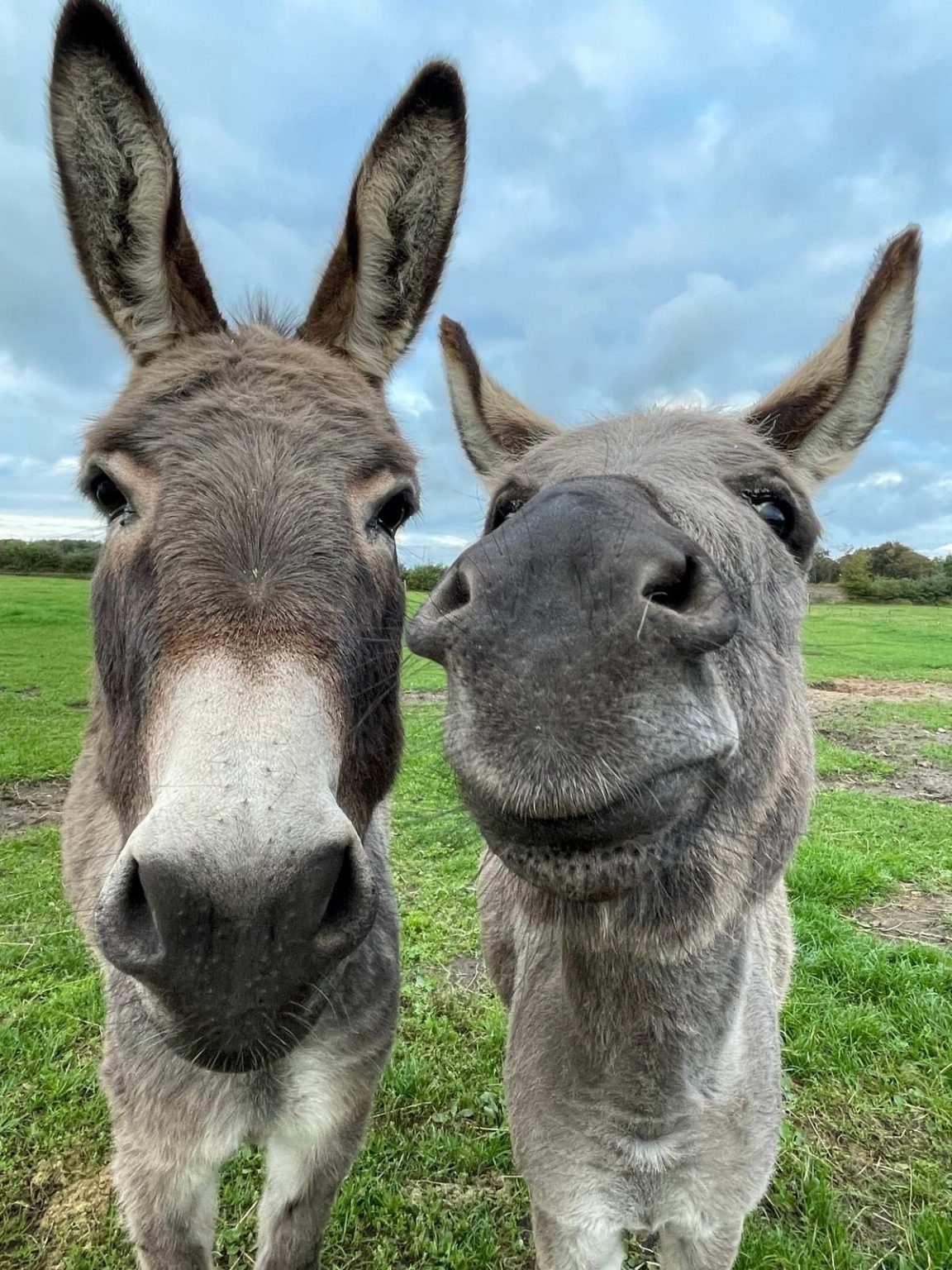 Ella und Emma, unsere beiden Esel, schauen neugierig in die Kamera
