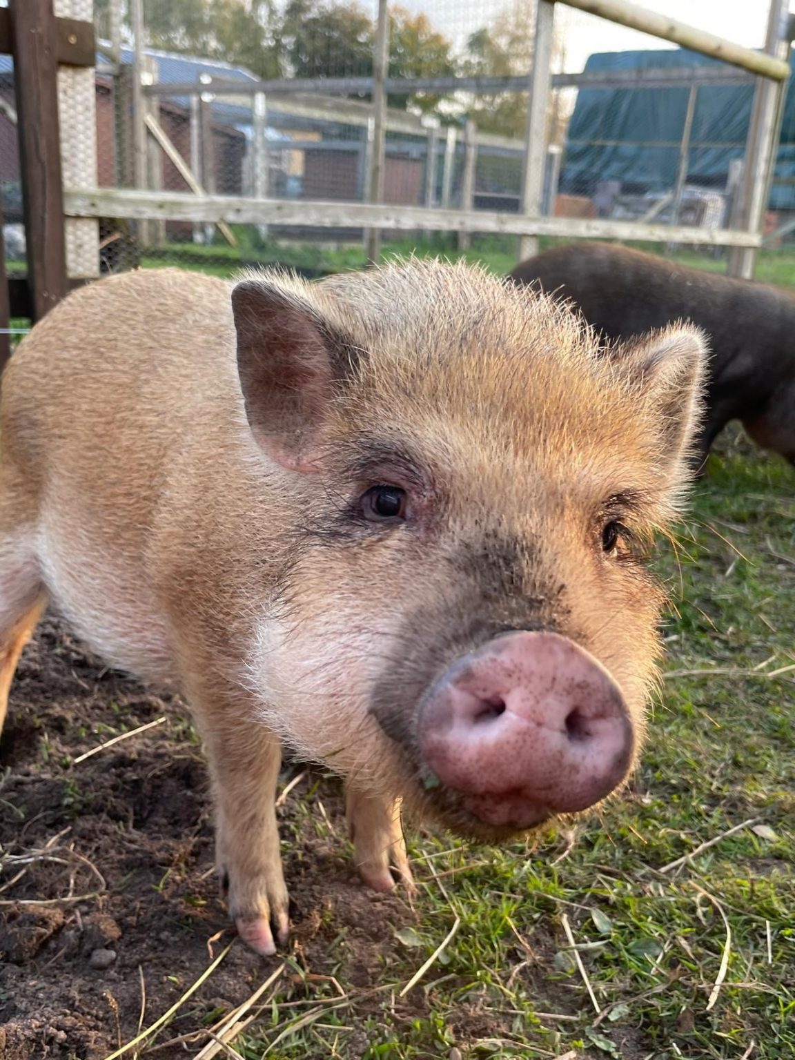 Die Schweine