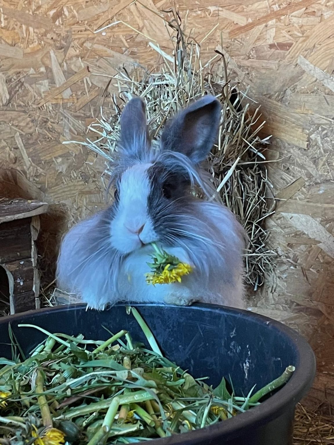 Die Kaninchen