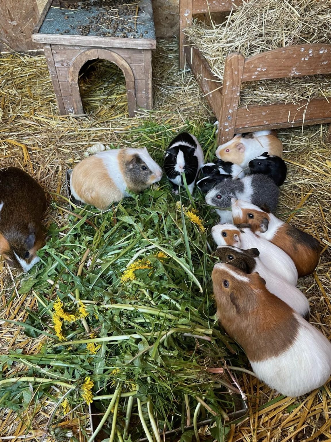 Die Meerschweinchen